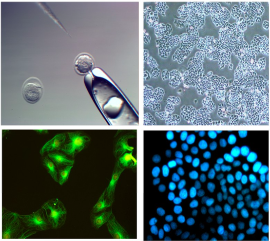 MF52 Trinoküler İnvert Floresan Faz Kontrast Mikroskop