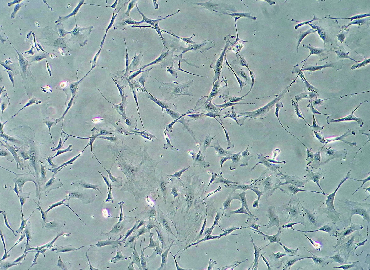 MSX2 12MP Microscope sCmos Image Eyepieces
