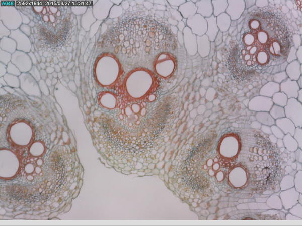 Dino-Lite AM7515-MZTL Edge Digital USB Mikroskop Long