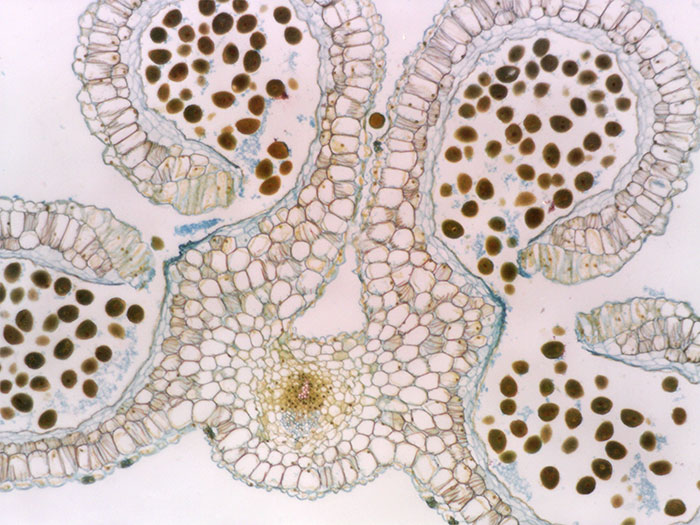 AM73915MZTL Dino-Lite Digital Mikrosop 10-140x-LWD-SMP