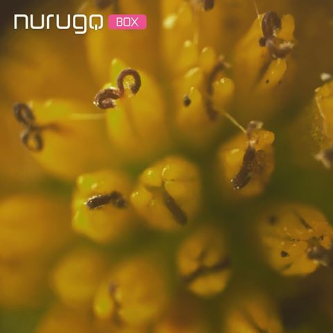 Nurugo Micro Akıllı Telefonlar İçin Digital Mikroskop Lensi