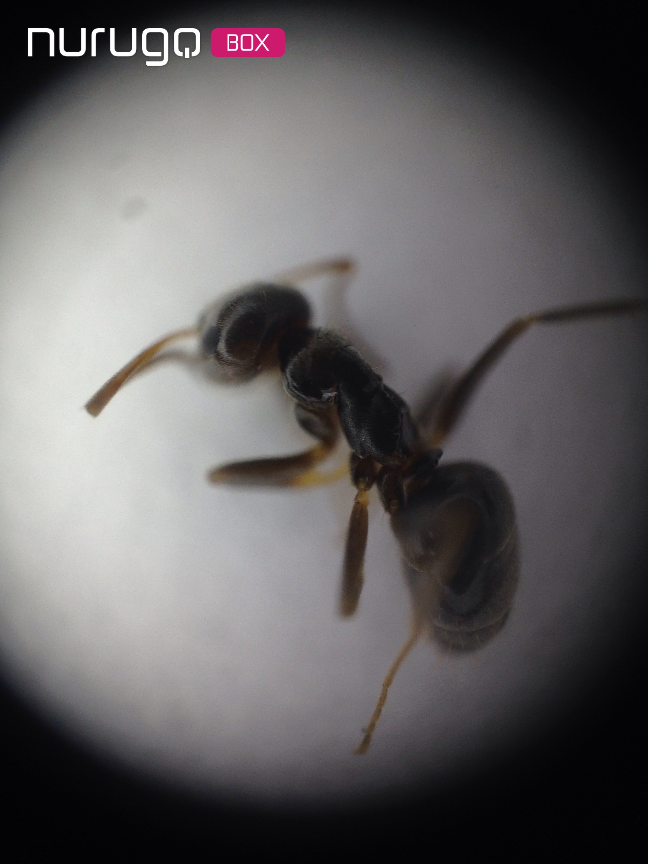 Nurugo Micro Akıllı Telefonlar İçin Digital Mikroskop Lensi