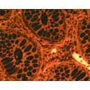 SOIF BK-FL4 Model Trinoküler Flerosan Ataçmanlı Araştırma Mikroskobu LED-B/G/UV/V