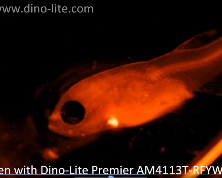 Dino-Lite AM4113T-YFGW Floresan Yeşil 570 bn Digital