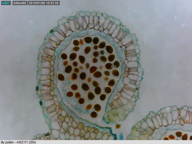 Dino-Lite AM3111 Digital Basic USB Mikroskop