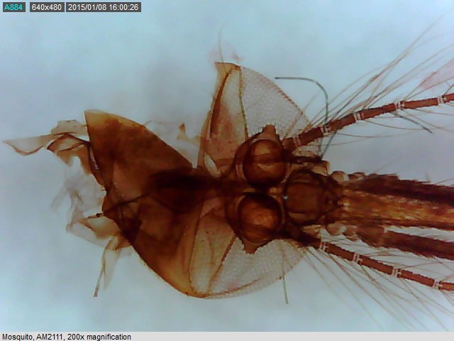 Dino-Lite AM3111 Digital Basic USB Mikroskop