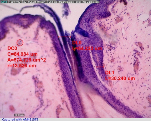 Dino-Lite AM4515T8 Edge Digital USB Mikroskop, 800x , Magnification Reading