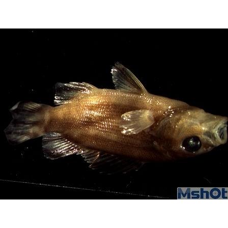 MD 50 5.0 MP CMOS Mikroskop Görüntüsü Transfer Kamerası ve Yazılımı