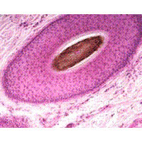 SOIF BK-POL Trinoküler Alttan ve Üstten Aydınlatmalı Polarize Ataçmanlı Mikroskop