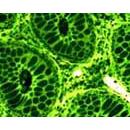 SOIF BK-FL2 Model Trinoküler Flerosan Ataçmanlı Araştırma Mikroskobu