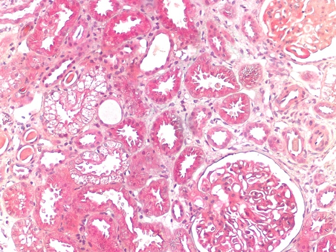 MD-28W Ekranlı Mikroskop WIFI Kamerası ve Yazılımı